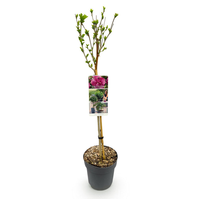 Tuinplant - Hibiscus syriacus Magenta Chiffon® - Plant op stam - Terras Plant - Bladverliezend - Weinig Onderhoud - Pot 19cm Hoogte 90cm