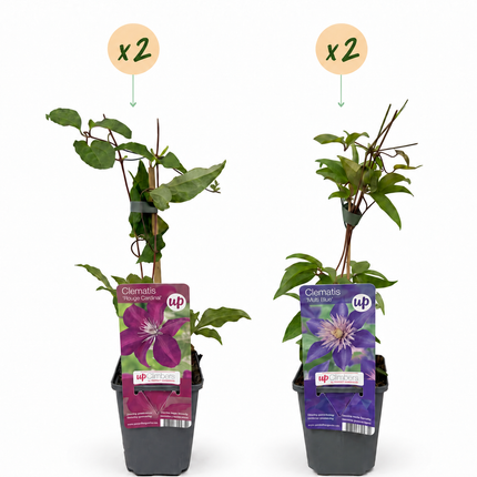 Clematis Duo Blue & Red - Bosrank Duo Blauw & Rood 4x - Blauw - Rood - Klimplant - Ø9cm - ↕35cm