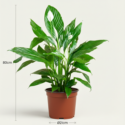 Spathiphyllum - Lys de la paix - ↕70-80cm - Ø19cm
