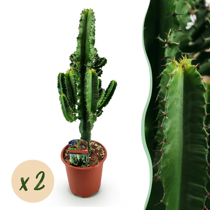 Euphorbe d'Érythrée - Arbre à lait africain - 2x - ↕60cm - Ø17cm