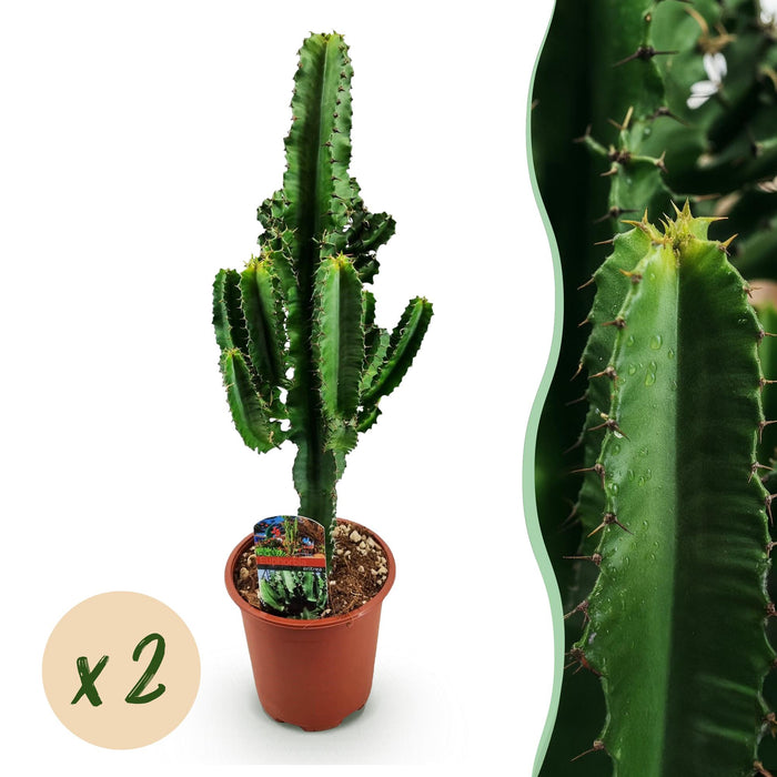 Euphorbia Eritrea - Afrikaanse melkboom - 2x - ↕60cm - Ø17cm