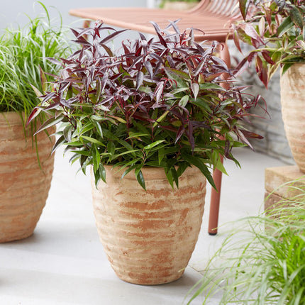 Leucothoe Burning Love - Red - 1 Plant - Evergreen - Low Maintenance - Pot 17cm Height 45cm