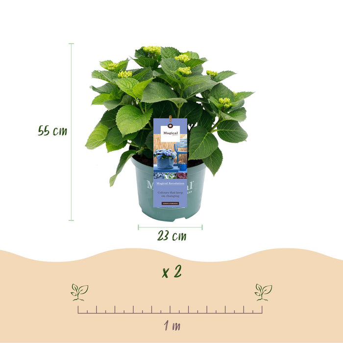 Terrasplant - Hortensia - Hydrangea Magical Revolution Blue - Blauw - 6-10 Bloemen - 2 Planten - Pot 23cm Hoogte 55cm