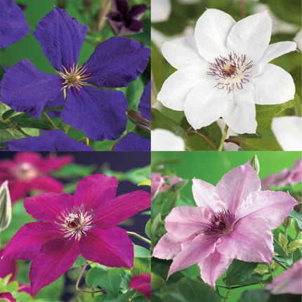 Clematis Rainbow - Clematis - Flor rosa, blanca, morada y roja - ↕40cm - Ø11cm - 4x