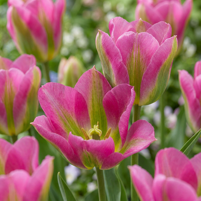 24x Tulipa Strawberry Lemonade - Bloembollen - Tulp Aardbeienlimonade - Diversen - Voorjaarsbloeier - Bolmaat 11/12