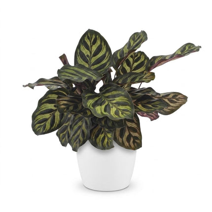 Calathea Makoyana - Pauwenplant - met witte pot - ↕25cm - Ø12cm - 4x