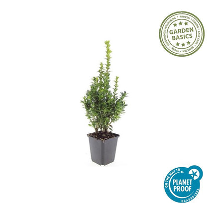 Buxus Sempervirens - ↕10-25cm - Ø9cm - 12x
