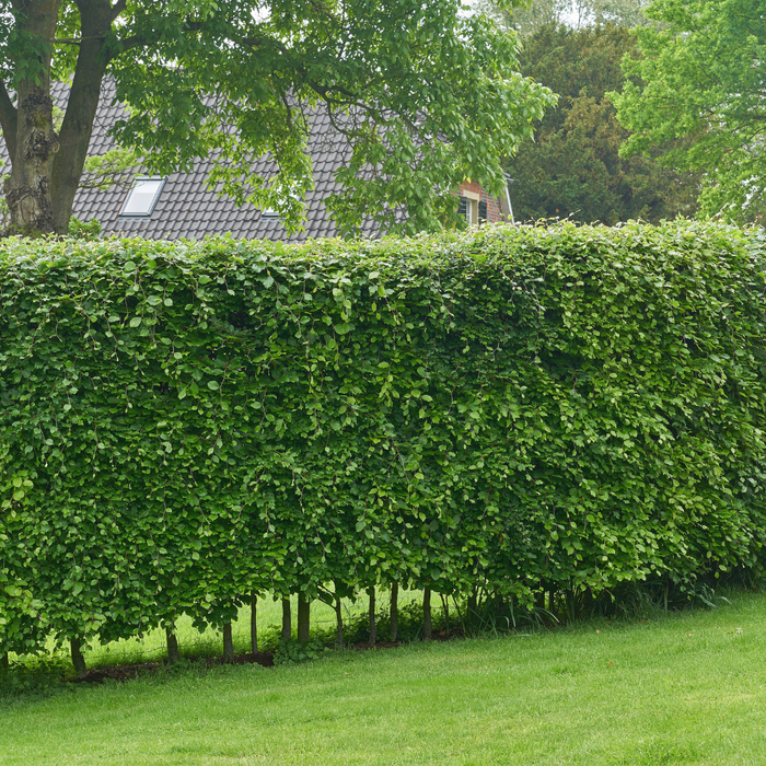Carpinus Betulus - Haagbeuk - Palletdeal - ↕60-80cm - Ø19cm - 50x