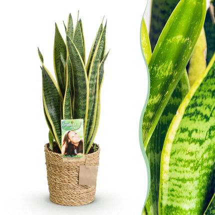 Sansevieria Laurentii - Snake Plant - ↕60-70cm - Ø17cm