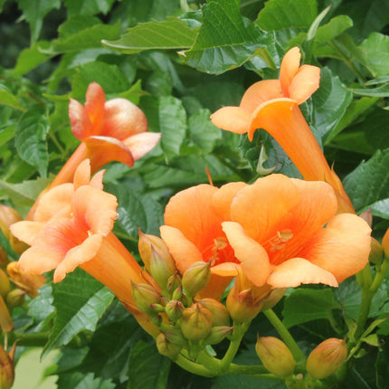 Campsis Indian Summer - Trompetbloem Oranje - ↕65cm - Ø15cm