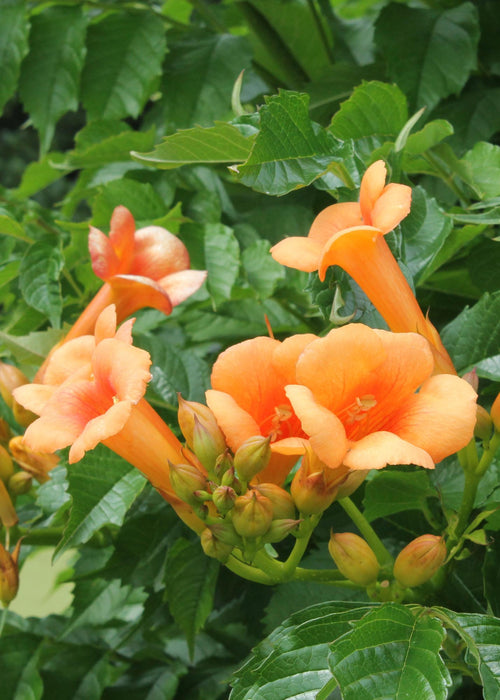 Campsis Indian Summer - Trompetbloem Oranje - ↕65cm - Ø15cm