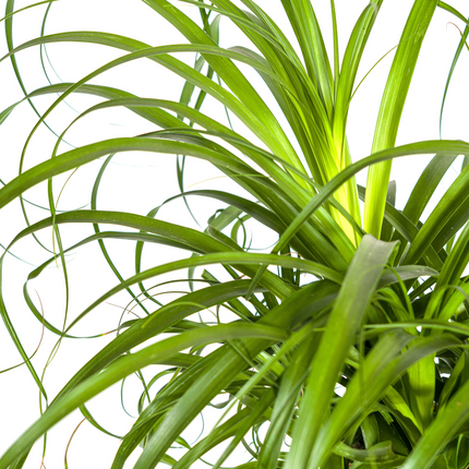 Beaucarnea Recurvata Stem with basket - Elephant's Foot Plant - ↕80-100cm - Ø24cm