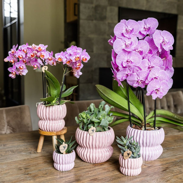 Kolibri Orchids | Gift Set Horizon Roze - Roze Phalaenopsis Orchidee Mineral Antwerpen & Succulenten