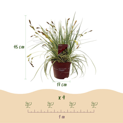 Carex oshimensis Evergold - Carice - Giallo e Verde - ↕50cm - Ø17cm