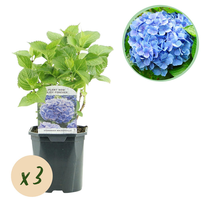 Hortensia - Hydrangea macrophylla Blauw - Bloem Blauw - 3 Planten - 1m2 - Bladverliezend - Weinig Onderhoud - Pot 17cm Hoogte 30cm