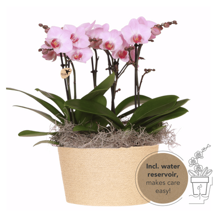 Kolibri Orchids | Roze Jungle Bouquet Antwerpen in Reed Basket