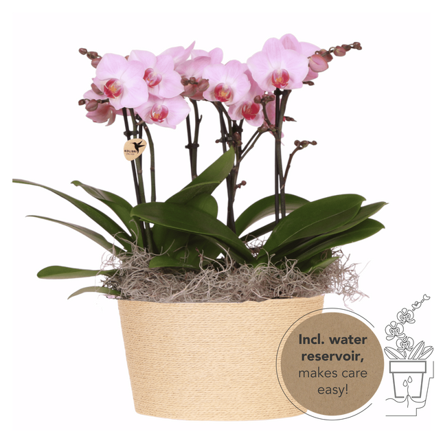 Kolibri Orchids | Pink Jungle Bouquet Antwerpen i korg av vass