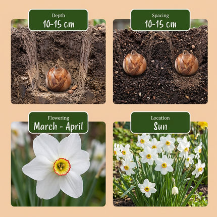 30x Narcissus Recurvus - Bloembollen - Witte fazantoog - Wit - Voorjaarsbloeier - Bolmaat 10/12