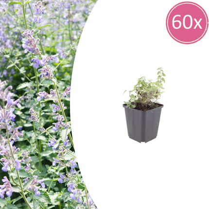 Nepeta faassenii - Kattenkruid - ↕10-25cm - Ø9cm - 60x