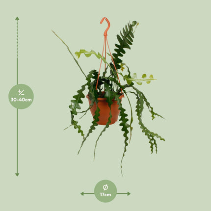 Epiphyllum Anguliger - Zaagcactus - ↕35cm - Ø17cm