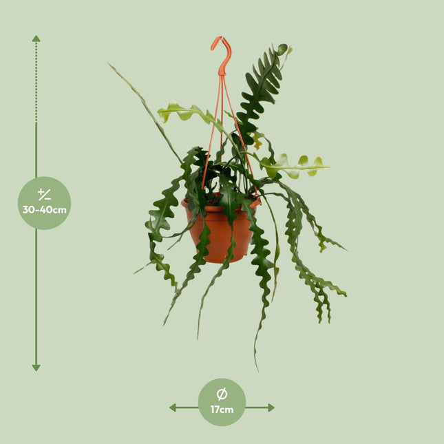 Epiphyllum Anguliger - Cactus sega - ↕35cm - Ø17cm