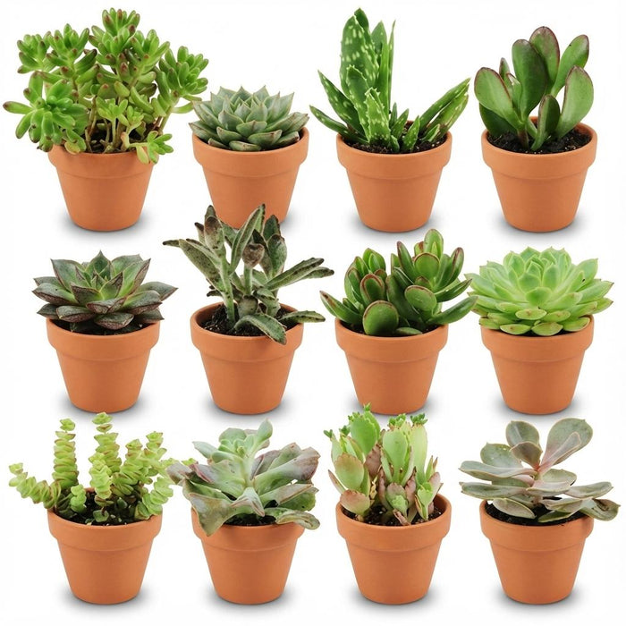 Mini Vetplanten Mix - ↕5-10cm - Ø8,1cm - Terracotta Potten - 12x