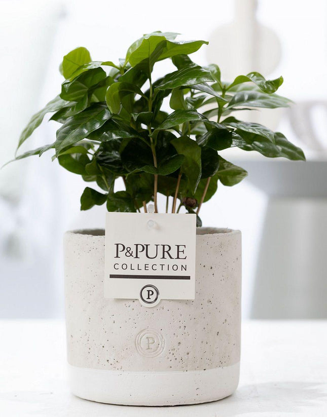Café arábica en cerámica de jade P&PURE - ↕20cm - Ø12cm