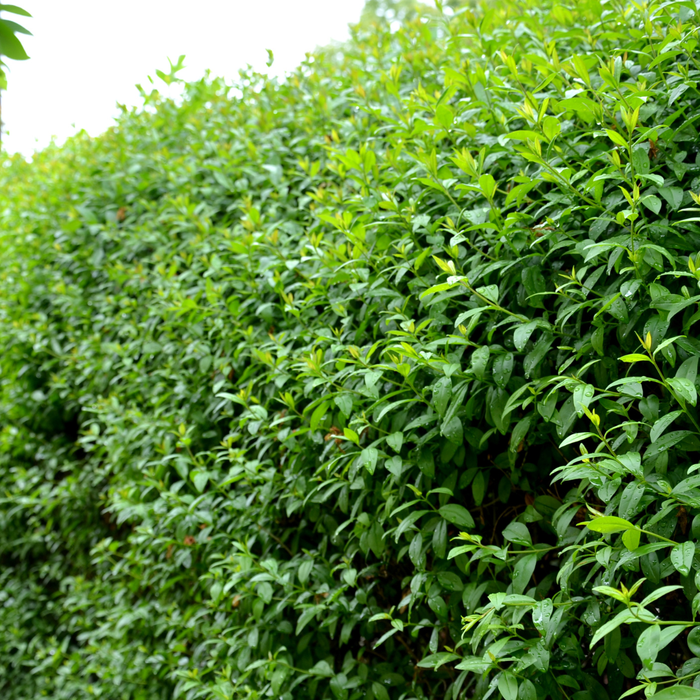 Ligustrum Ovalifolium - Ligusterhaag - Palletdeal - ↕60-80cm - Ø19cm - 50x
