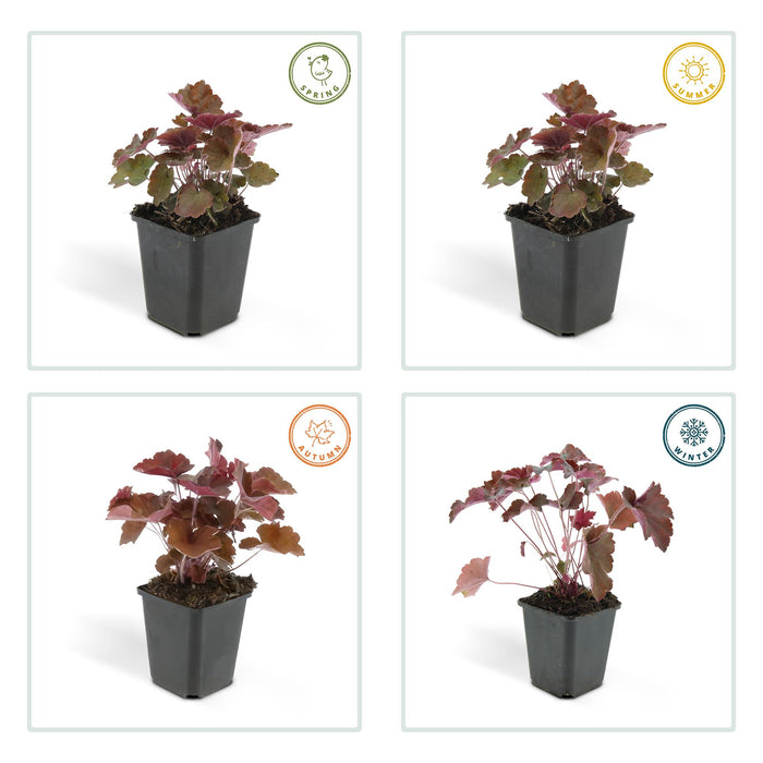 Heuchera mic. 'Palace Purple' - ↕10-25cm - Ø9cm - 24x