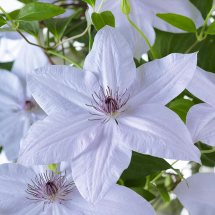 Clematis Double Up Barnadine + Masa - ↕70cm - Ø23cm