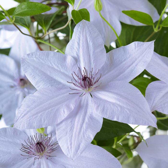 Clematis Double Up Barnadine + Masa - ↕70cm - Ø23cm