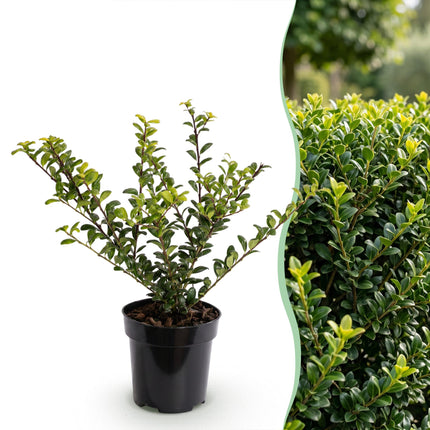 Ilex crenata Golden Gem - Japanse Hulst - 40x Haagplanten - Groenblijvend - Geel - Pot 9cm - Hoogte 20-30cm