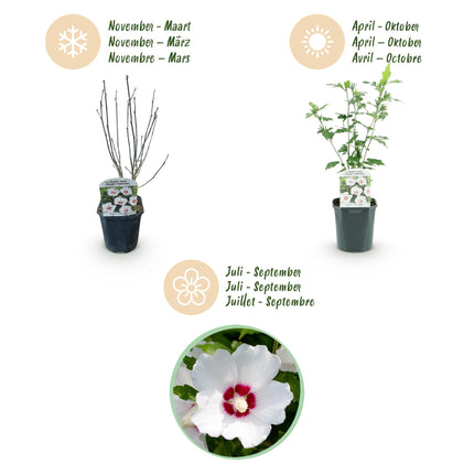 Hibiscus syriacus Red Heart - Tuin Hibiscus - Wit - Rood - ↕45cm - Ø17cm - 3x