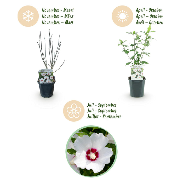 Hibiscus syriacus Red Heart - Tuin Hibiscus - Wit - Rood - ↕45cm - Ø17cm - 3x