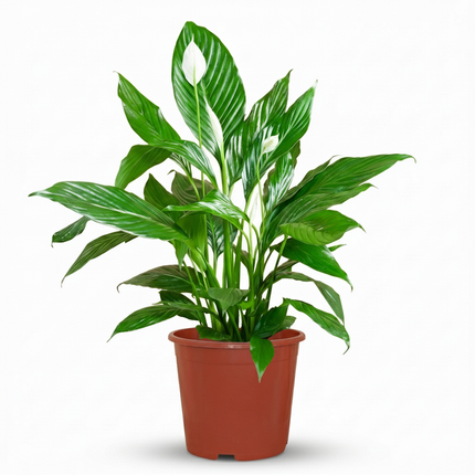 Spathiphyllum - Lys de la paix - ↕70-80cm - Ø19cm