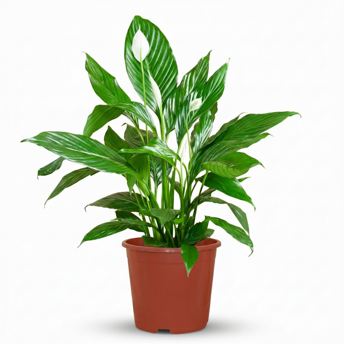 Spathiphyllum - Lepelplant - ↕70-80cm - Ø19cm