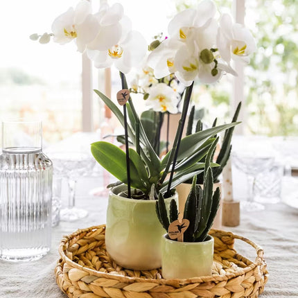 Kolibri Greens | Plantenset Gradience Gemengd - 3 Succulenten & 1 Stapelia Leendertziae
