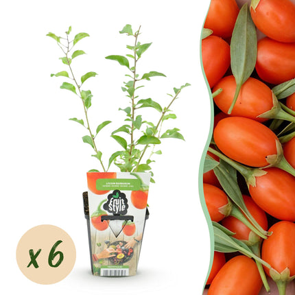 Goji berry - Lycium Barbarum - Hardy - 6 Plants - 9 cm Pot - Orange - Red Fruit