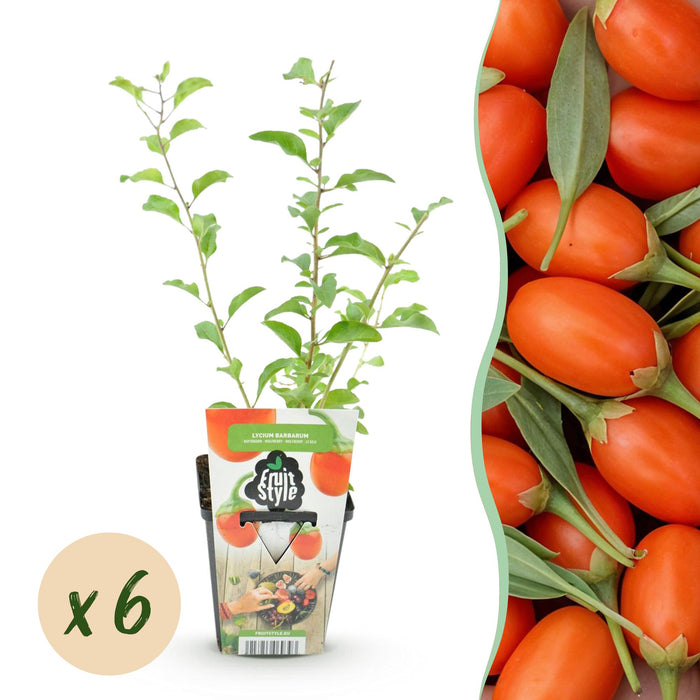 Goijbes - Lycium Barbarum - Rustique - 6 Plantes - Pot 9 cm - Orange - Fruit Rouge