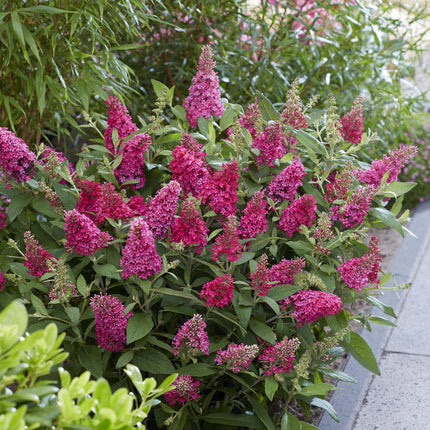 Buddleja davidii Butterfly Candy Little Ruby - Sommerfuglebusk - Kompakt - Rød - ↕20-25cm - Ø12cm - 3x