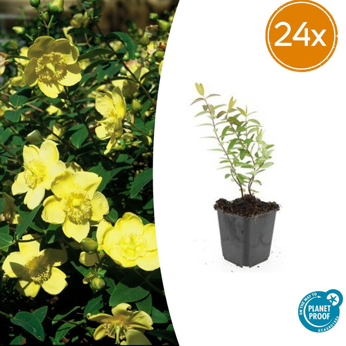 Hypericum 'Hidcote' - ↕10-25cm - Ø9cm - 24x
