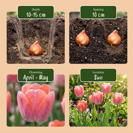 160x Tulipa Positive Vibe - Bloembollen - Tulp Positive Vibe - Diversen - Voorjaarsbloeier - Bolmaat 11/12