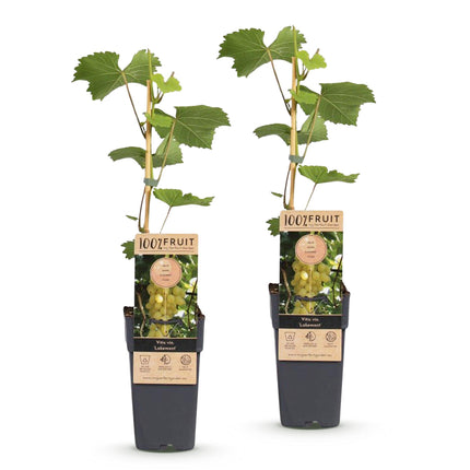 Vitis vinifera Lakemont - Vid - Resistente - Uva dorada - 2 plantas - Maceta de 15 cm - Altura 50 cm