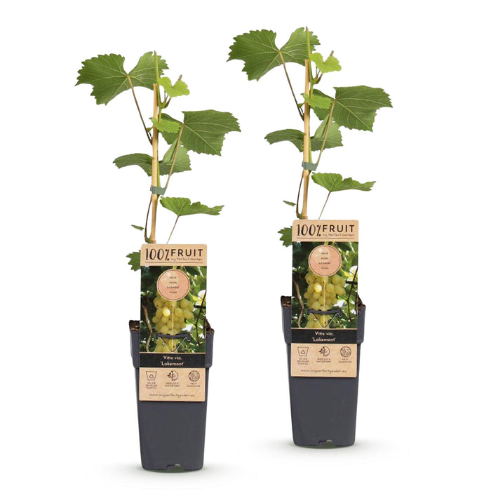 Vitis vinifera Lakemont - Druivenplant - Goudgele Druif - ↕50cm - Ø15cm - 2x