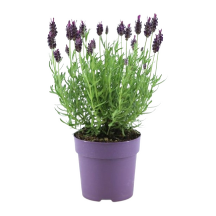 Lavandula stoechas Anouk® - Lavendel - Ø12cm - 6x
