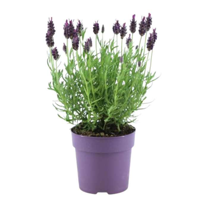 Lavandula stoechas Anouk® - Lavendel - Ø12cm - 6x