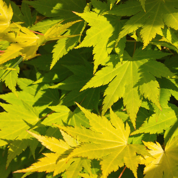 Terrasplant - Japanse Esdoorn - Acer palmatum Jordan - Geel - Bladverliezend - ↕70cm - Ø19cm