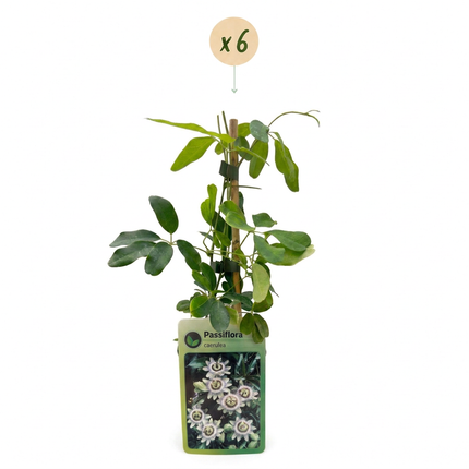 Passiflora caerulea - Blauwe passiebloem 6x - Wit - Paars - Klimplant - Ø9cm - ↕35cm