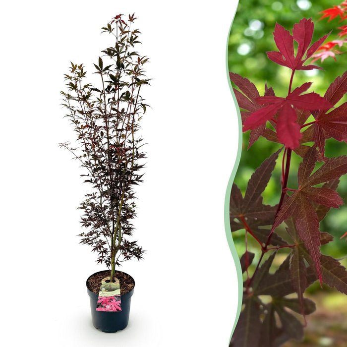 Acer palmatum Skeeters Broom - Japanse Esdoorn - Rood - ↕90cm - Ø26cm