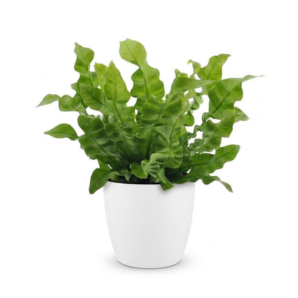 Asplenium Crispy Wave - met witte pot - ↕30cm - Ø12cm